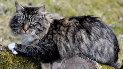 Norwegian forest cat relaxing in a tree