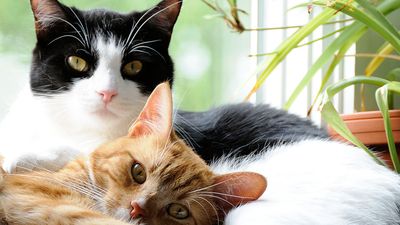 Two domestic cats lying down with each other. Feline mammal snuggle whiskers